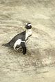 leipzig zoo-01_07_2011_zoo_allgemein_393